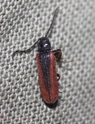 Omalisus fontisbellaquei